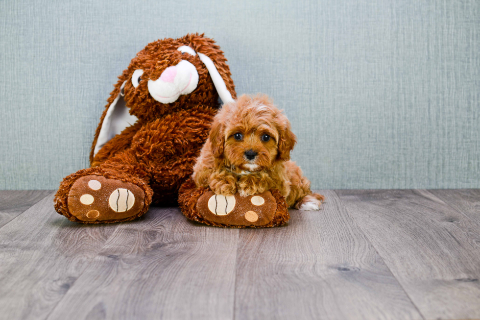 Smart Cavapoo Poodle Mix Pup