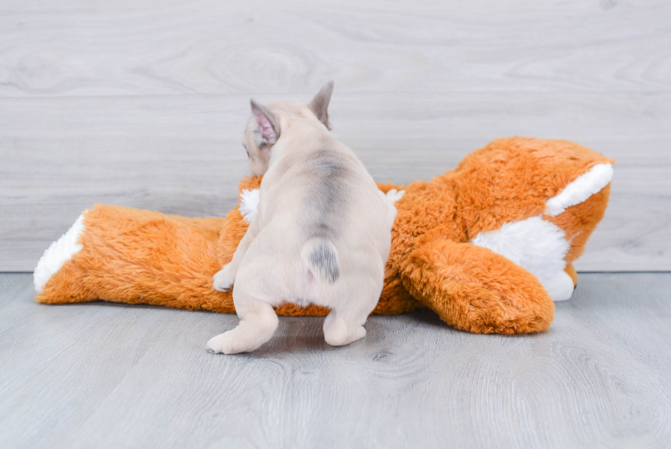 Best French Bulldog Baby