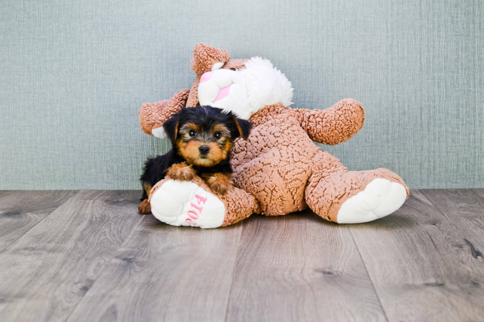 Meet Timmy - our Yorkshire Terrier Puppy Photo 