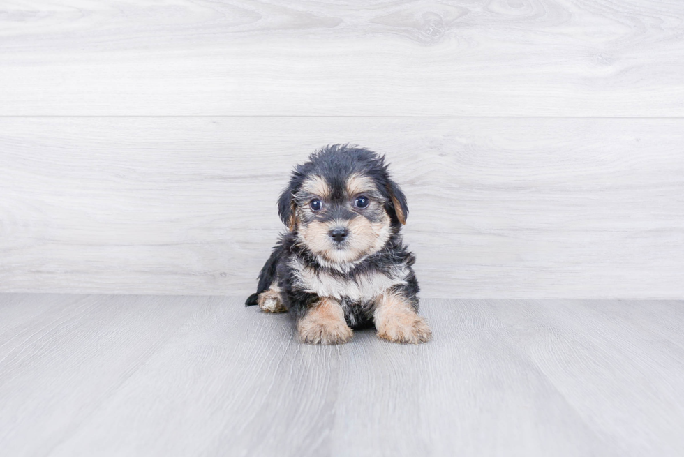 Smart Shorkie Designer Pup