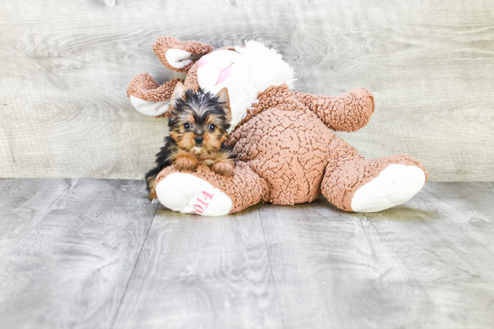 Meet Victoria - our Yorkshire Terrier Puppy Photo 