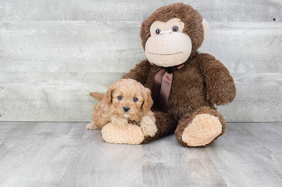 Playful Cavoodle Poodle Mix Puppy