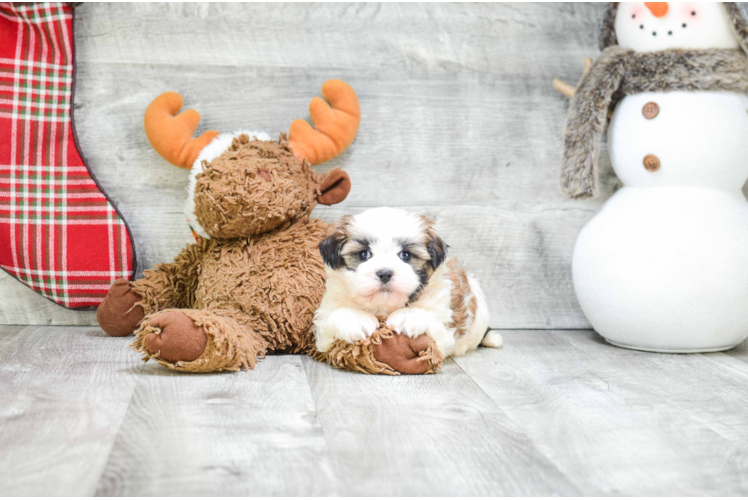 Teddy Bear Pup Being Cute