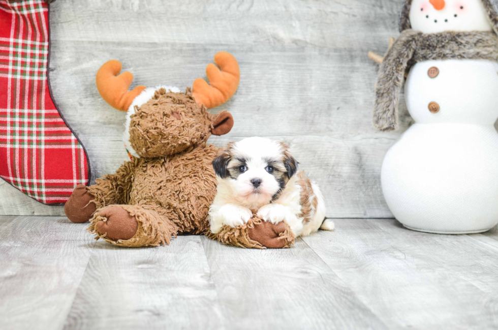 Teddy Bear Pup Being Cute