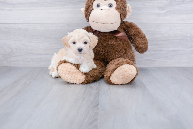 Best Maltipoo Baby