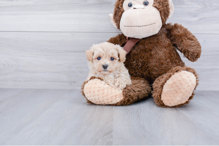 Popular Maltipoo Poodle Mix Pup