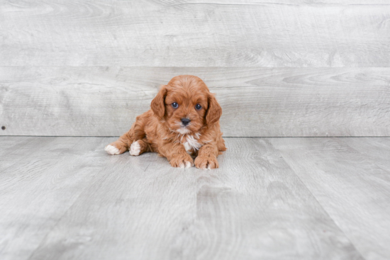 Best Cavapoo Baby