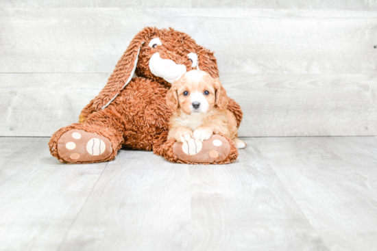 Little Cavoodle Poodle Mix Puppy