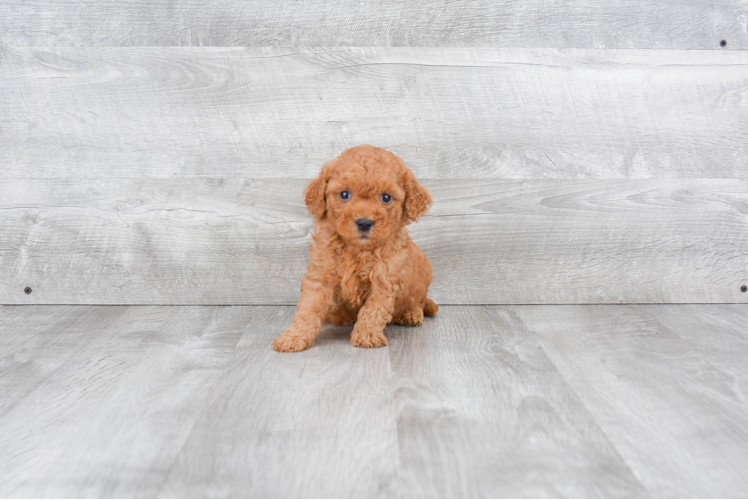 Mini Goldendoodle Puppy for Adoption