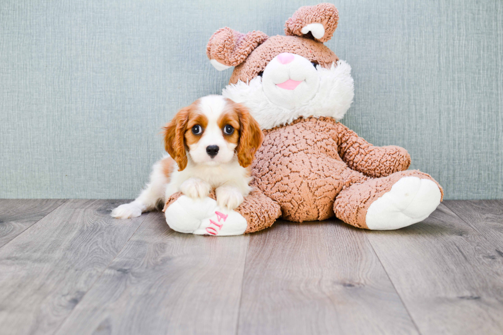 Funny Cavalier King Charles Spaniel Purebred Pup