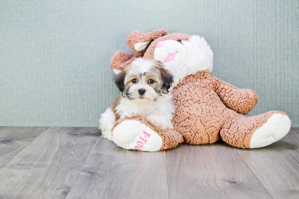 Petite Havanese Purebred Puppy