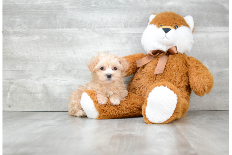 Maltipoo Puppy for Adoption