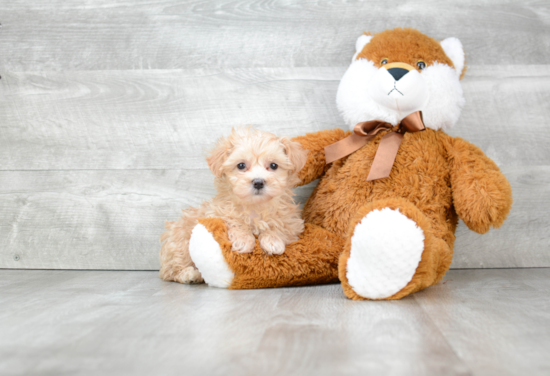 Maltipoo Puppy for Adoption