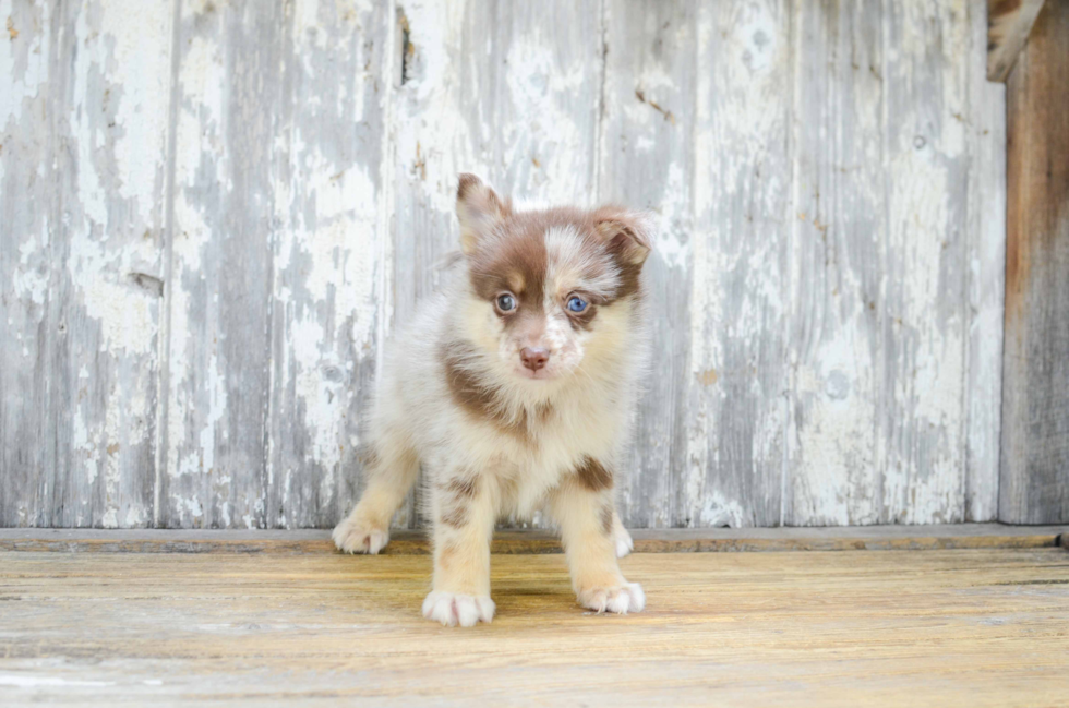 Pomsky Pup Being Cute