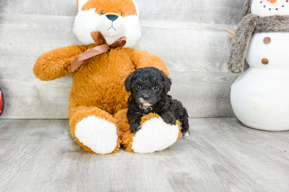 Cavapoo Pup Being Cute