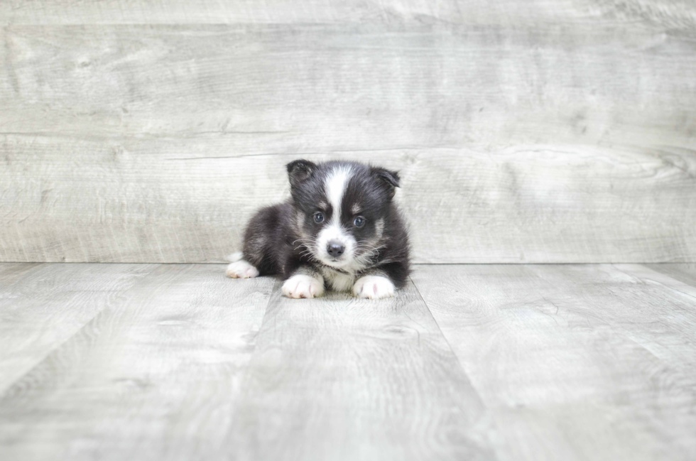 Best Pomsky Baby