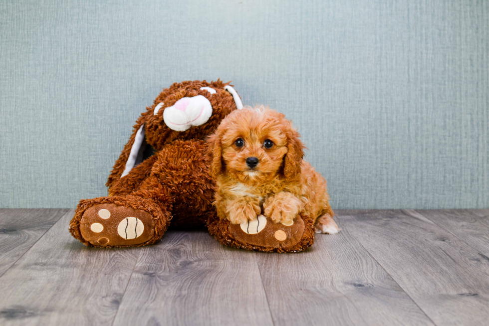 Cavapoo Pup Being Cute