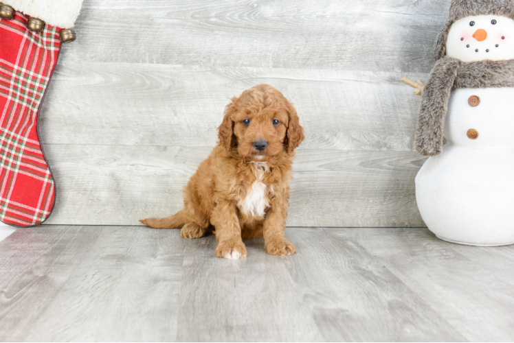 Adorable Golden Retriever Poodle Mix Puppy