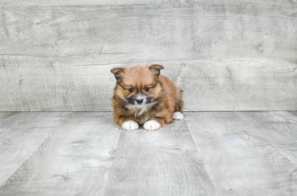 Best Pomeranian Baby