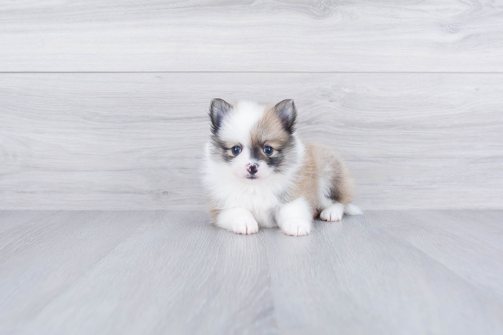 Little Pomeranian Baby