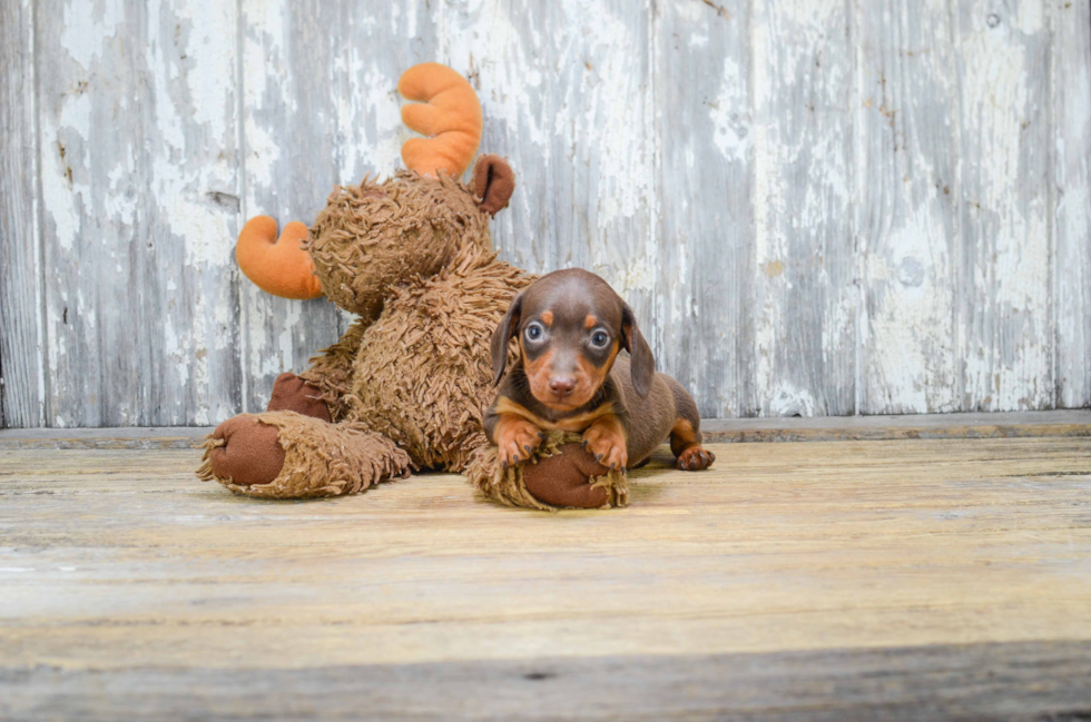 Dachshund Pup Being Cute