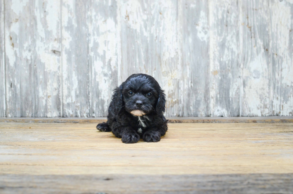 Small Cavapoo Baby