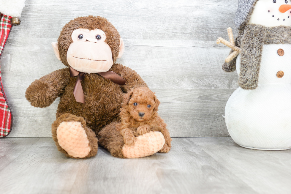 Petite Cavapoo Poodle Mix Pup