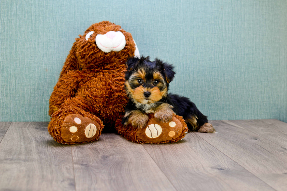 Meet Lisa - our Yorkshire Terrier Puppy Photo 