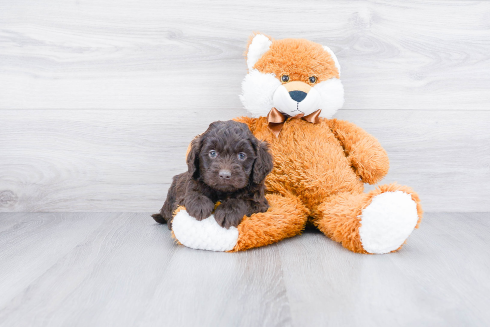 Friendly Mini Goldendoodle Baby