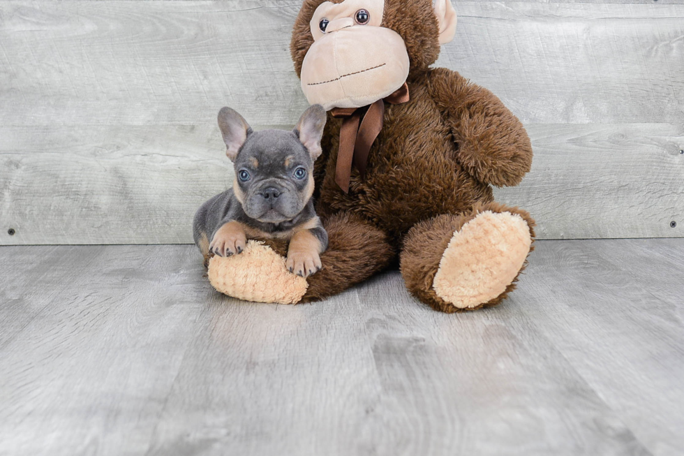 Best French Bulldog Baby