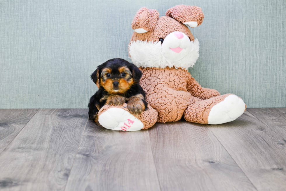 Meet Erica - our Yorkshire Terrier Puppy Photo 