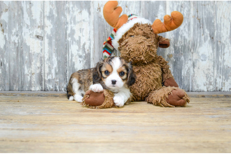 Best Cavachon Baby