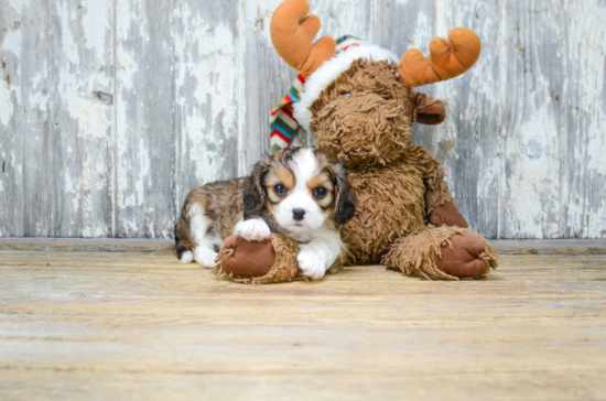 Best Cavachon Baby