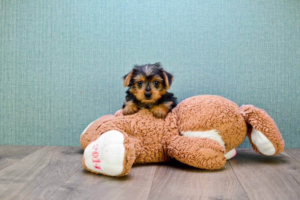 Meet  Joey - our Yorkshire Terrier Puppy Photo 