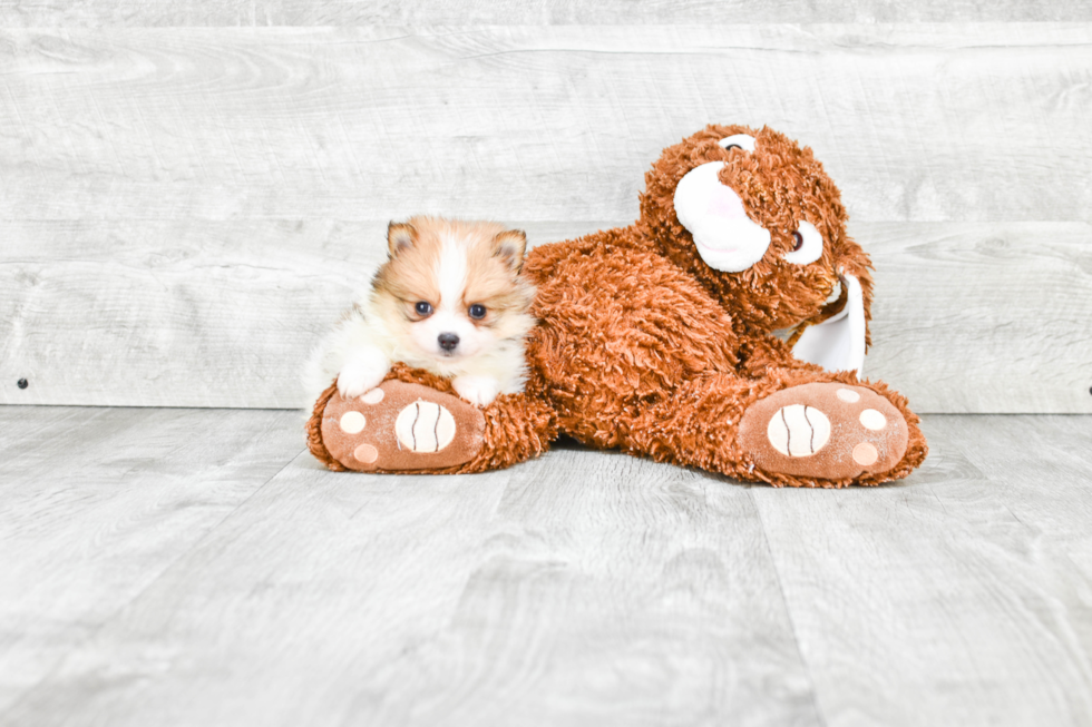 Pomeranian Pup Being Cute