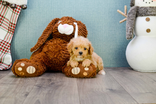 Cavapoo Puppy for Adoption