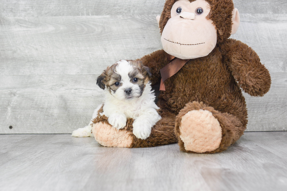 Friendly Teddy Bear Baby