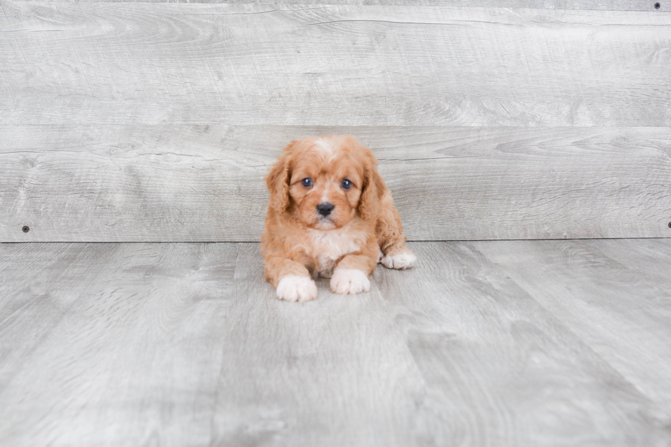 Petite Cavapoo Poodle Mix Pup