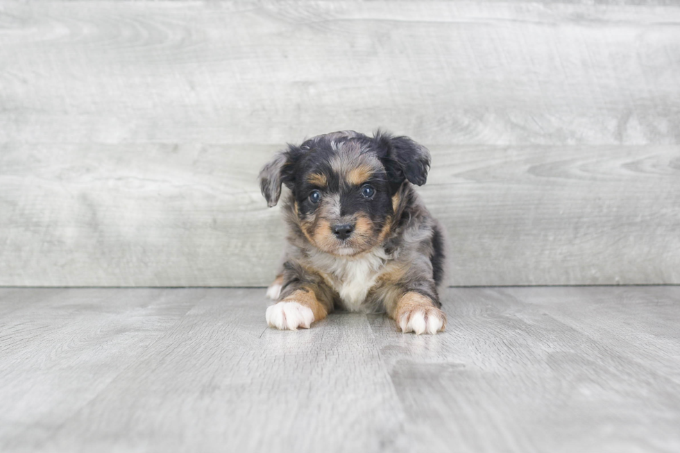 Little Aussiepoo Poodle Mix Puppy