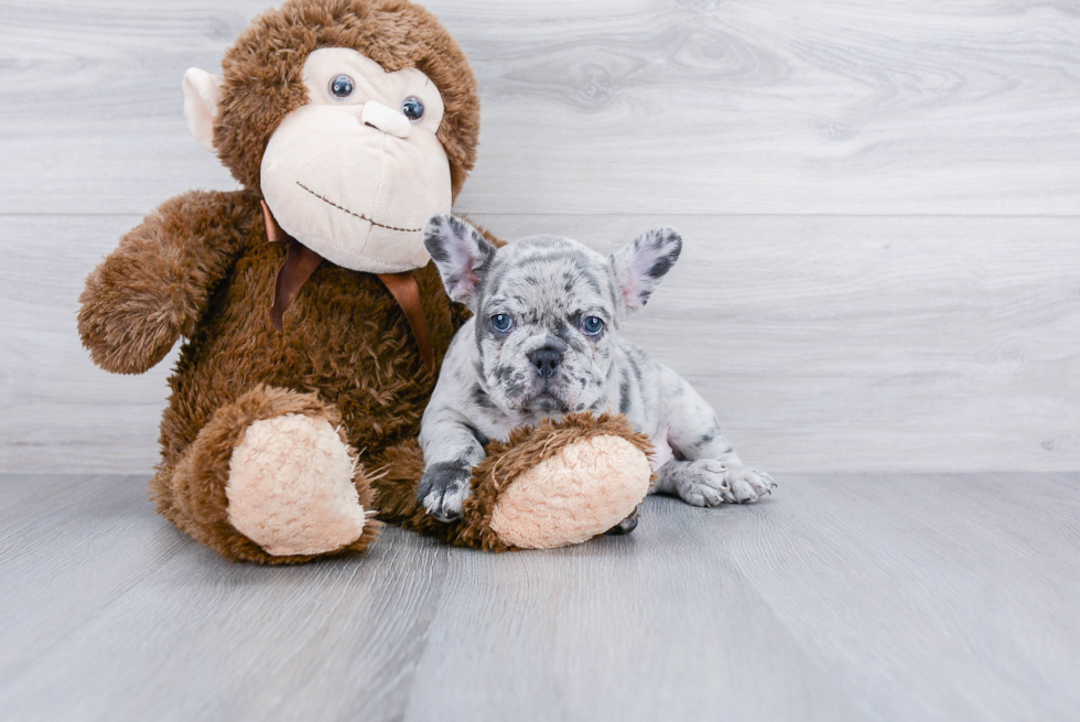 French Bulldog Puppy for Adoption