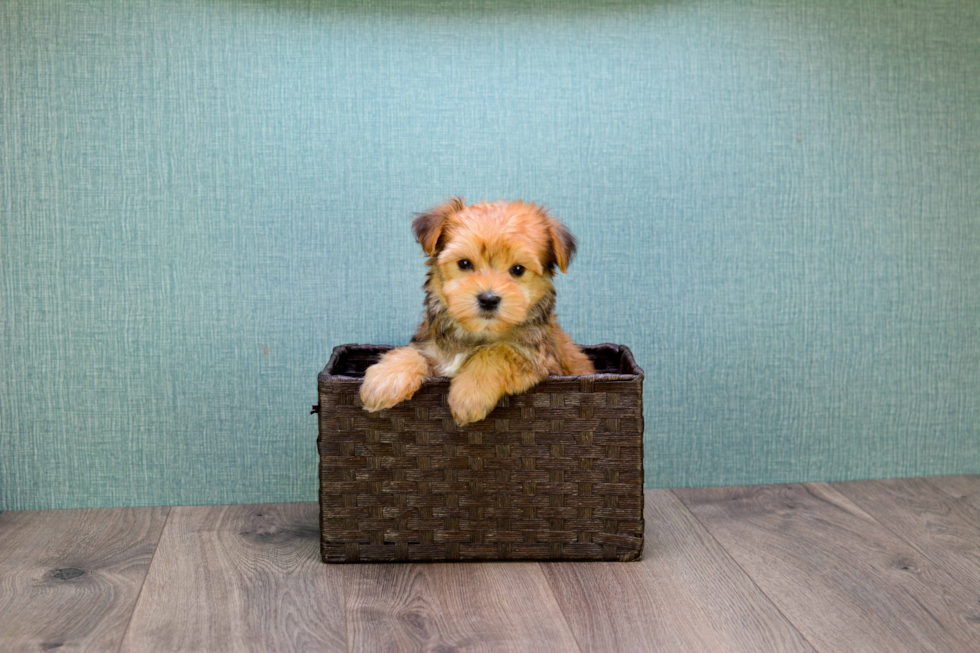 Fluffy Morkie Designer Pup