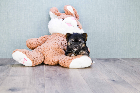 Fluffy Morkie Designer Pup