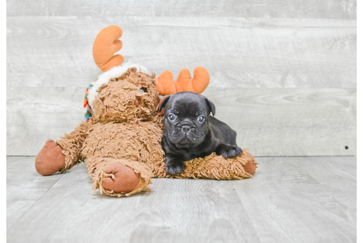 French Bulldog Pup Being Cute