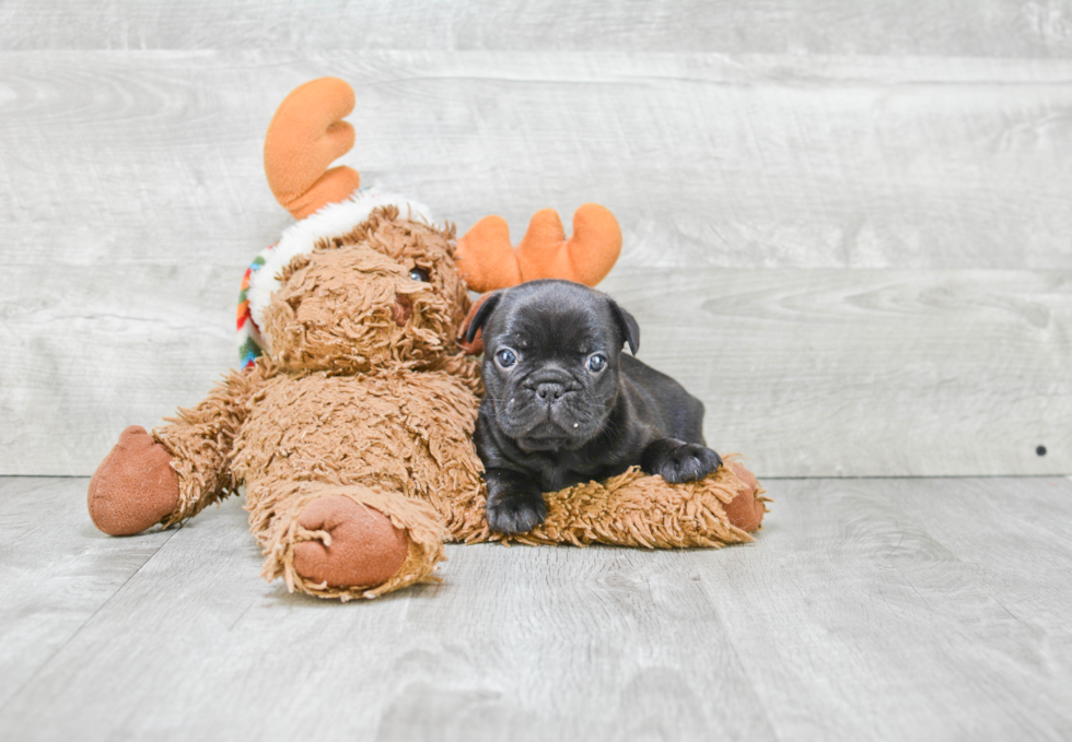 French Bulldog Pup Being Cute