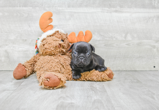 French Bulldog Pup Being Cute