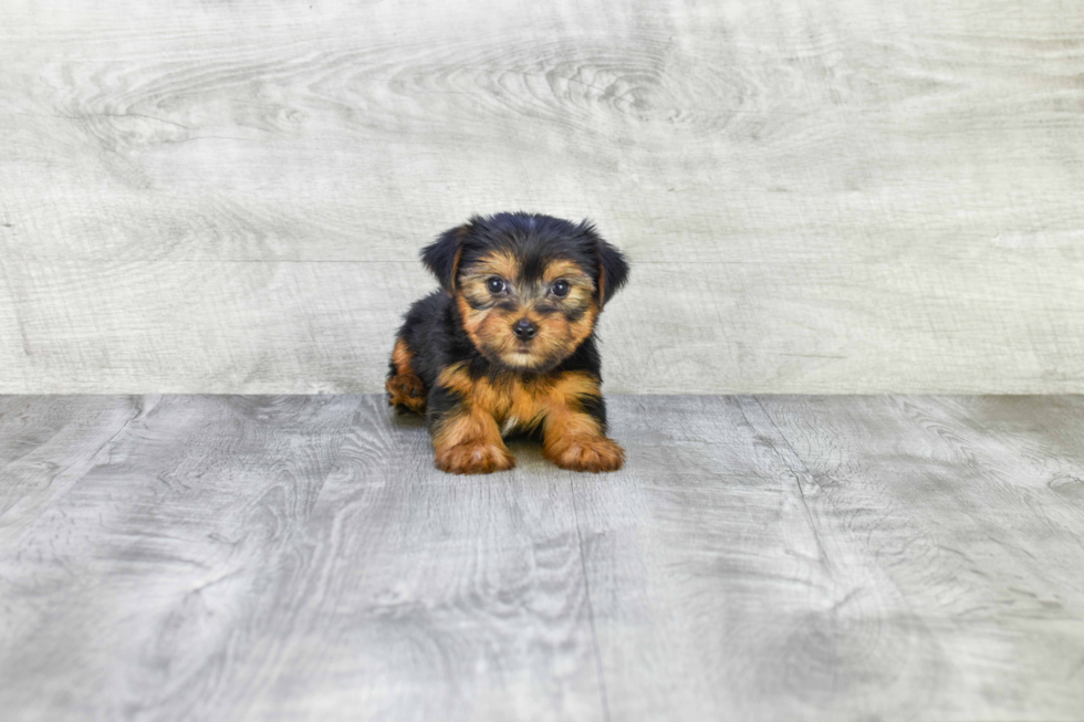 Meet Joey - our Yorkshire Terrier Puppy Photo 