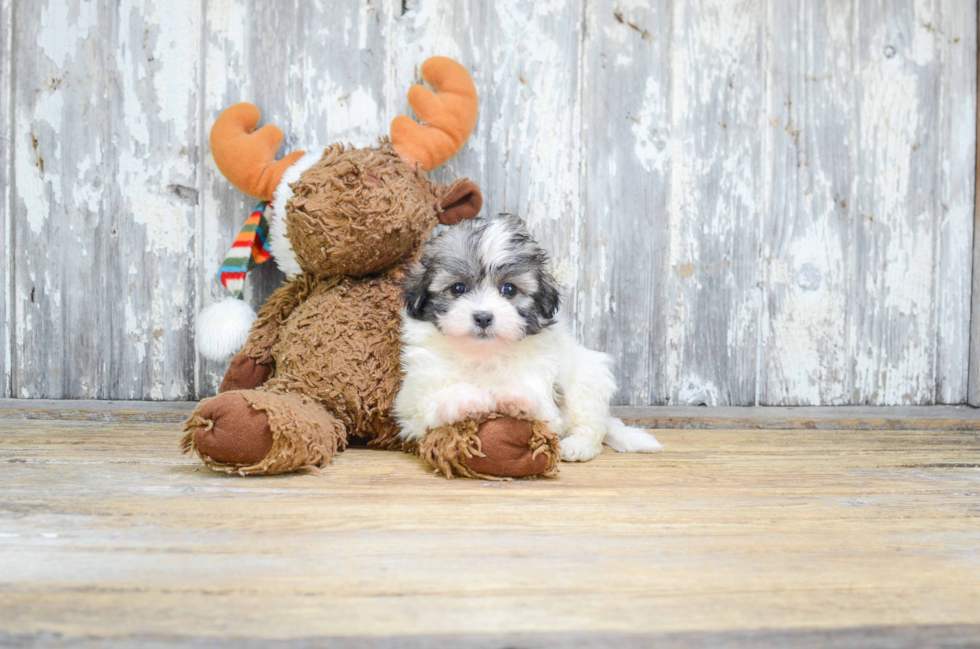 Teddy Bear Puppy for Adoption