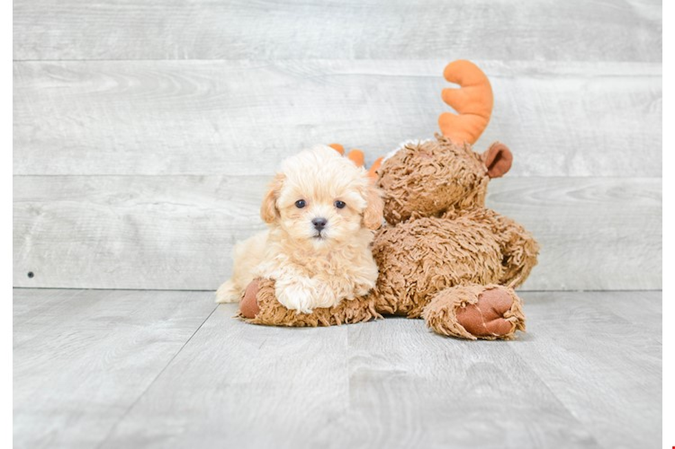 Best Maltipoo Baby