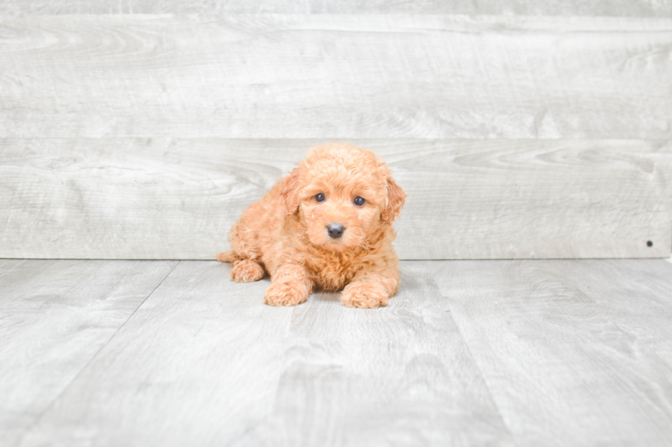 Funny Mini Goldendoodle Poodle Mix Pup