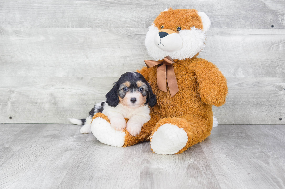 Cavachon Puppy for Adoption